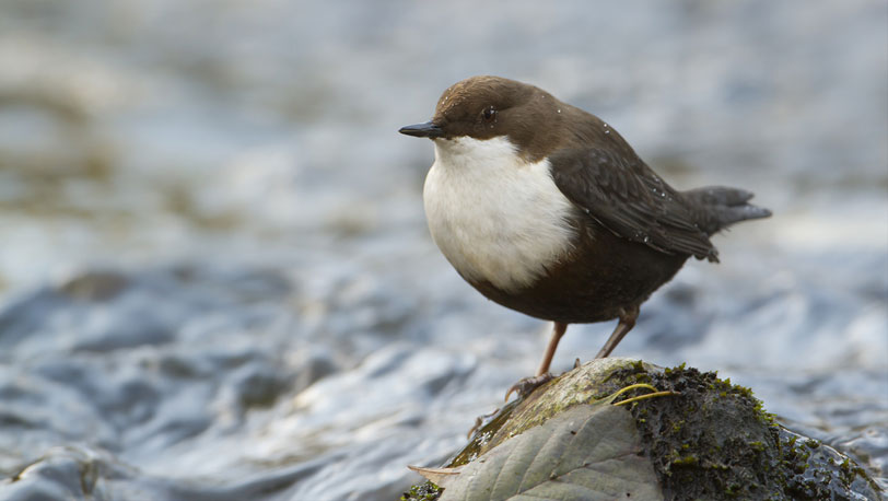 Dipper